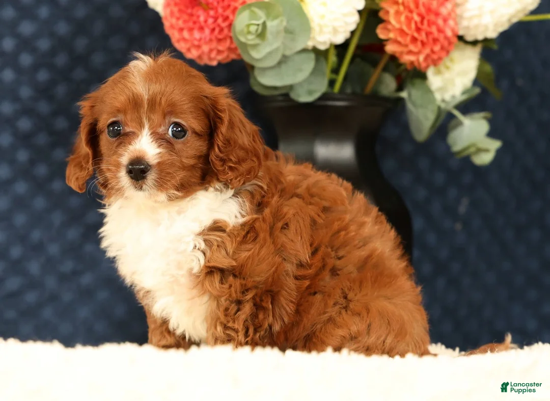 Cavapoo dogs for sale: Fancy - Ad 2