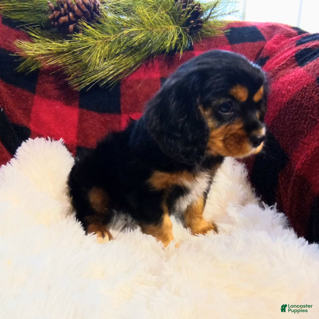 Cavalier King Charles Spaniel dogs for sale: Titan - Ad 3