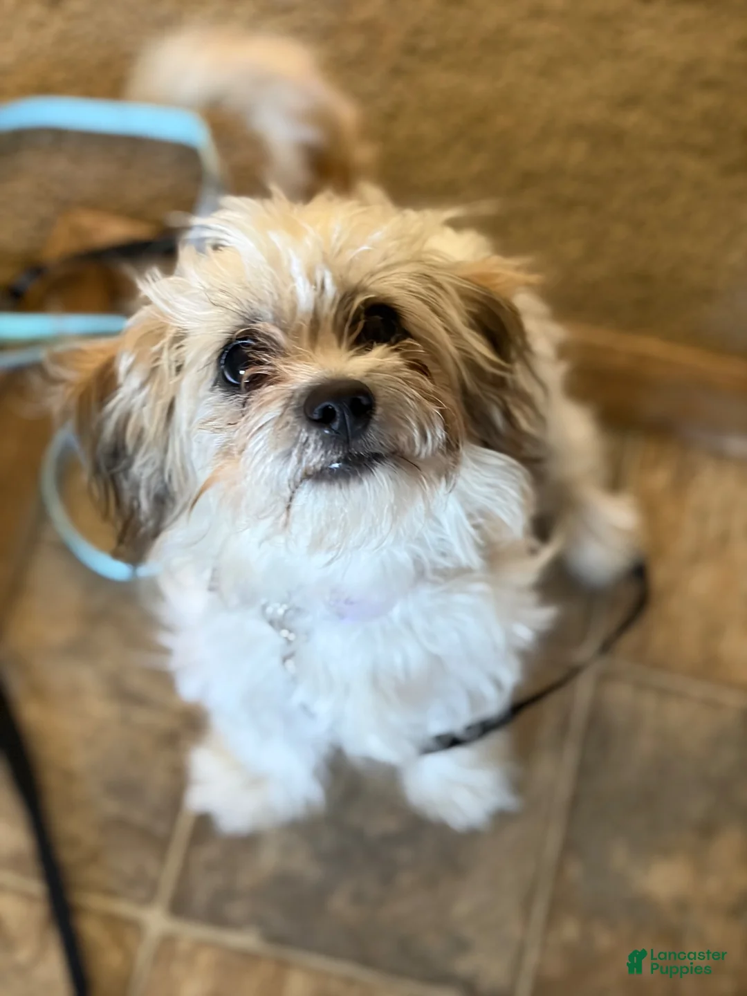 Yorkiepoo dogs for sale: Lulu - Ad 2