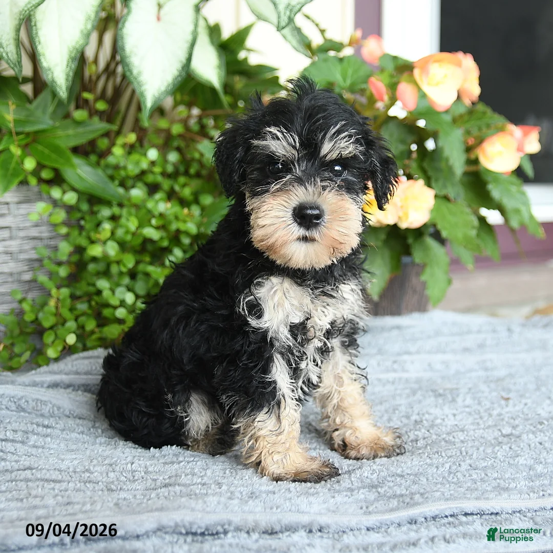 Miniature Schnauzer dogs for sale: Sheila - Ad 2