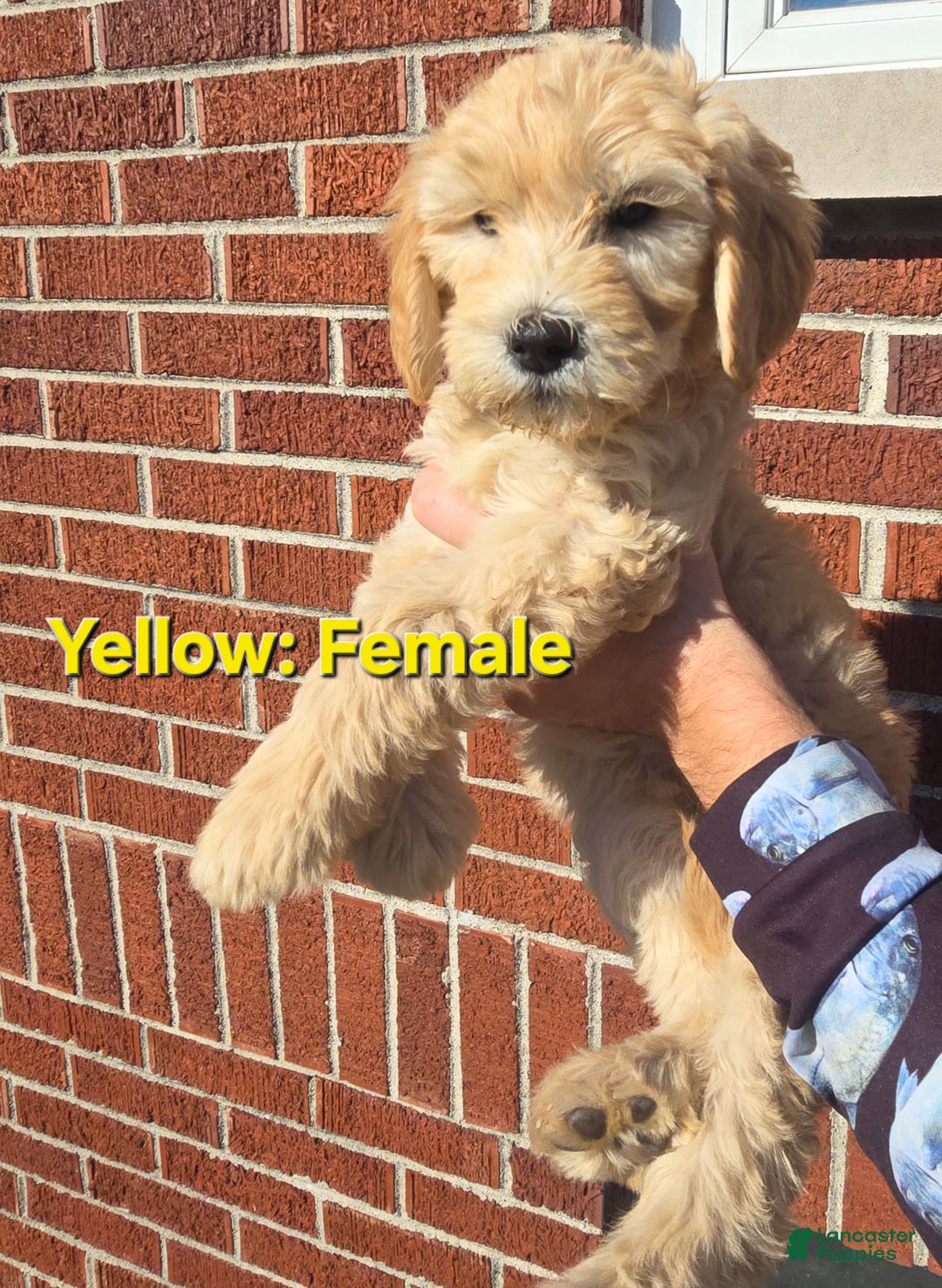 Goldendoodle dogs for sale: Goldendoodle Puppy Yellow - Ad 1