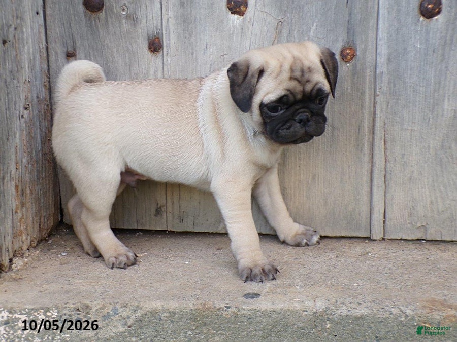 Pug dogs Dusty - Ad 2