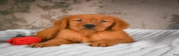Golden Retriever dogs for sale: Bruno - Ad 9