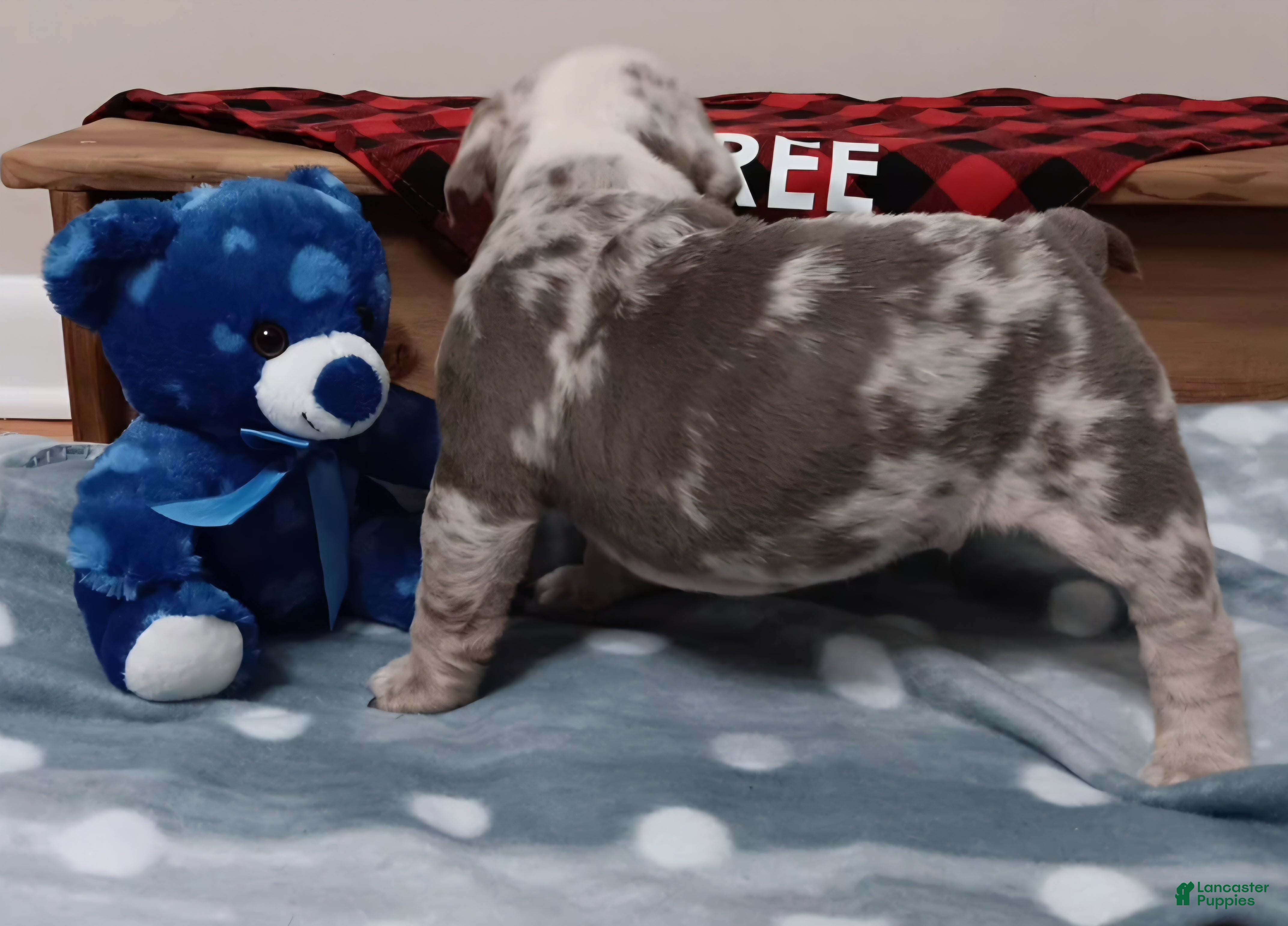 English Bulldog dogs Levi hold - Ad 2