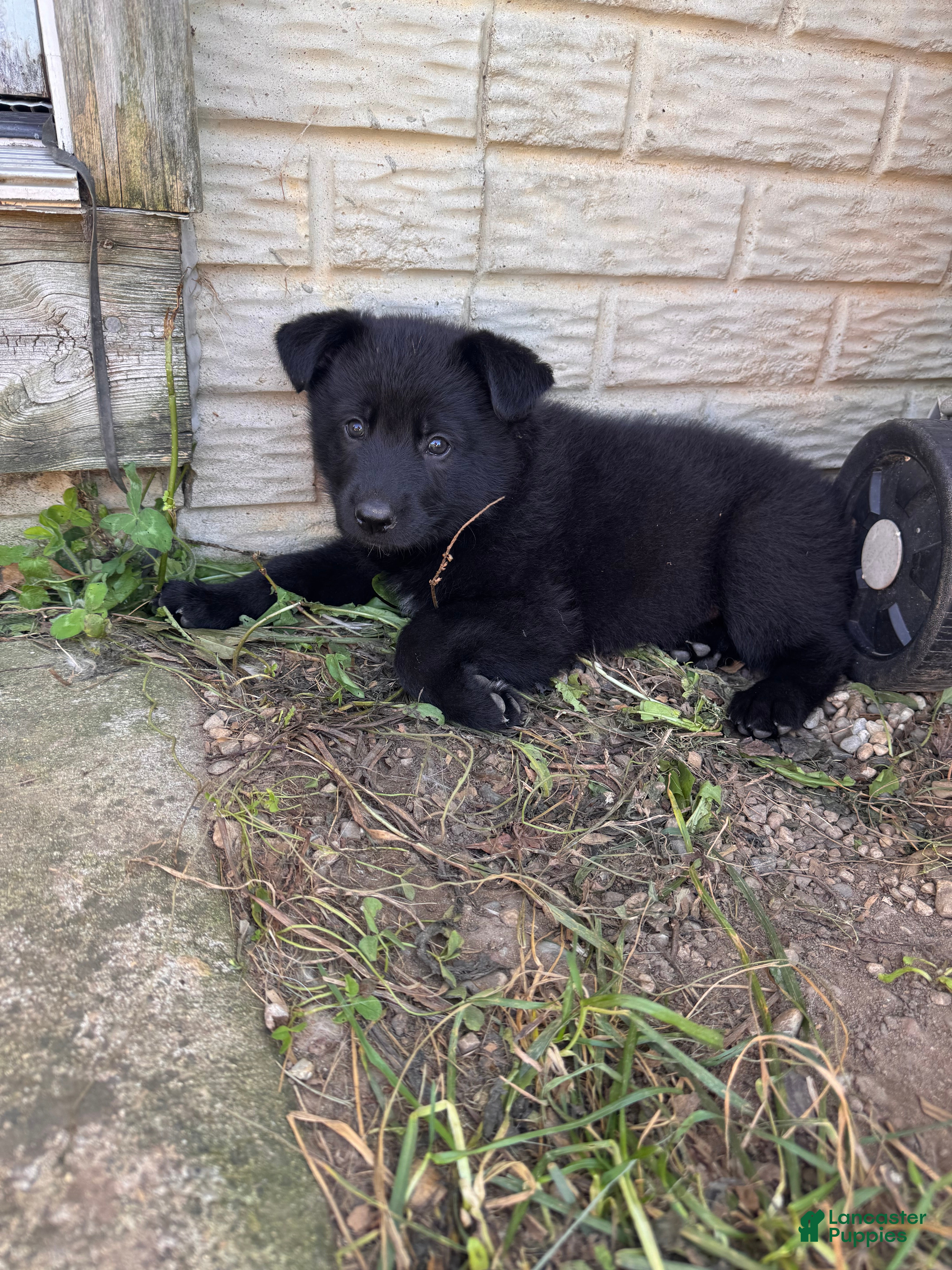 German Shepherd dogs All black female with white chest  - Ad 38