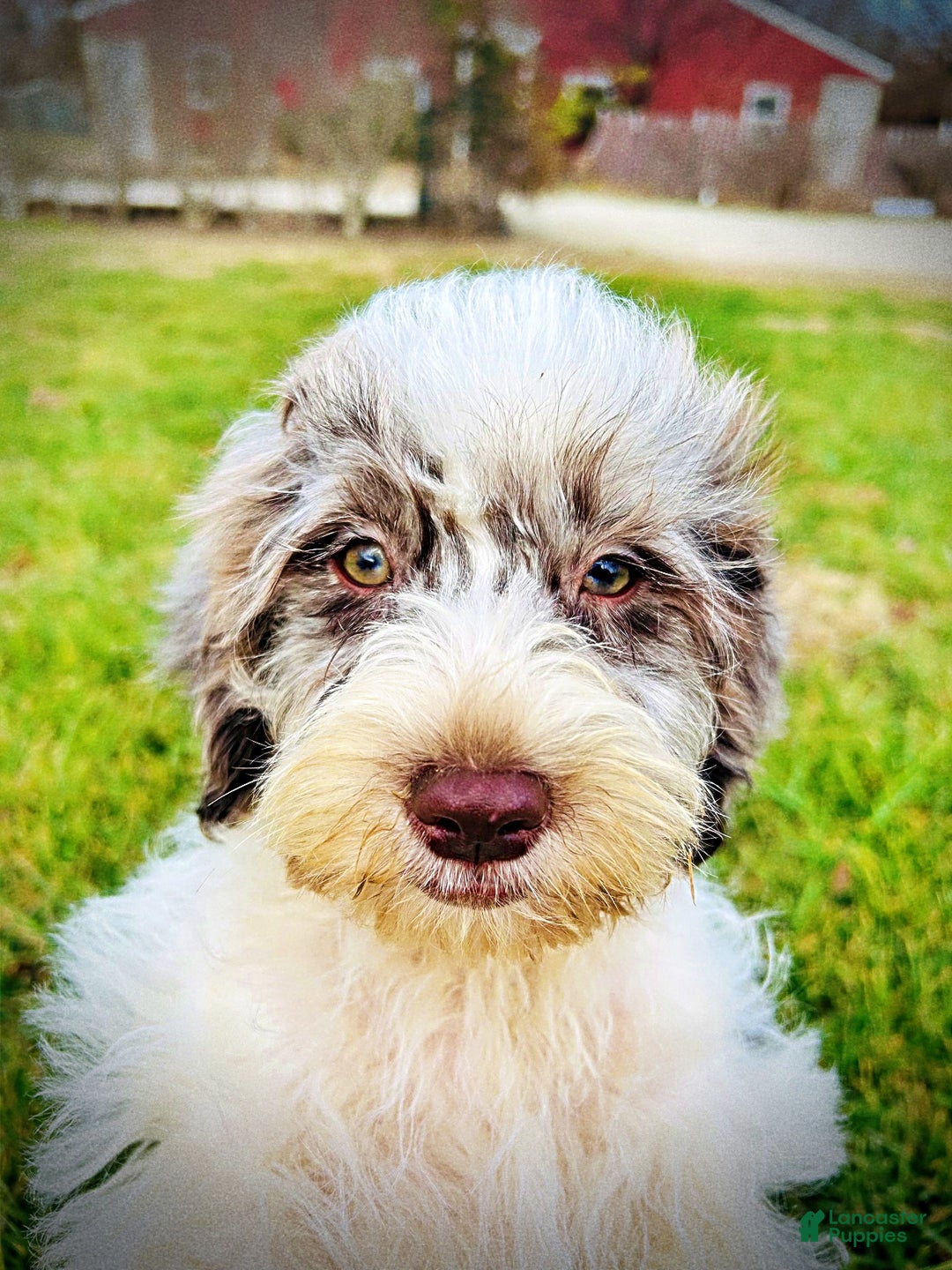 Havapoo dogs for sale: Pixie - Ad 9