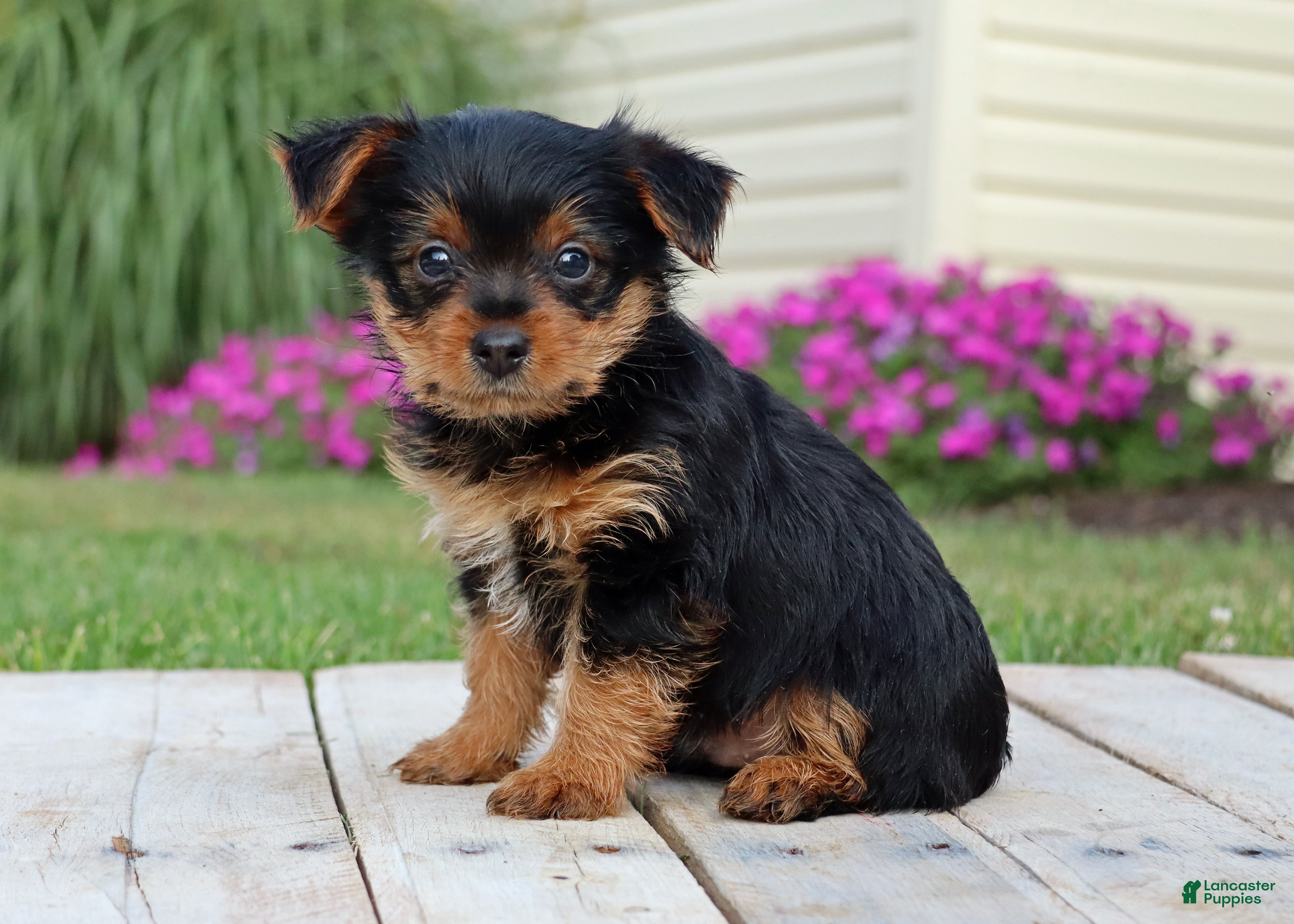 Yorkshire Terrier dogs Cola - Ad 1