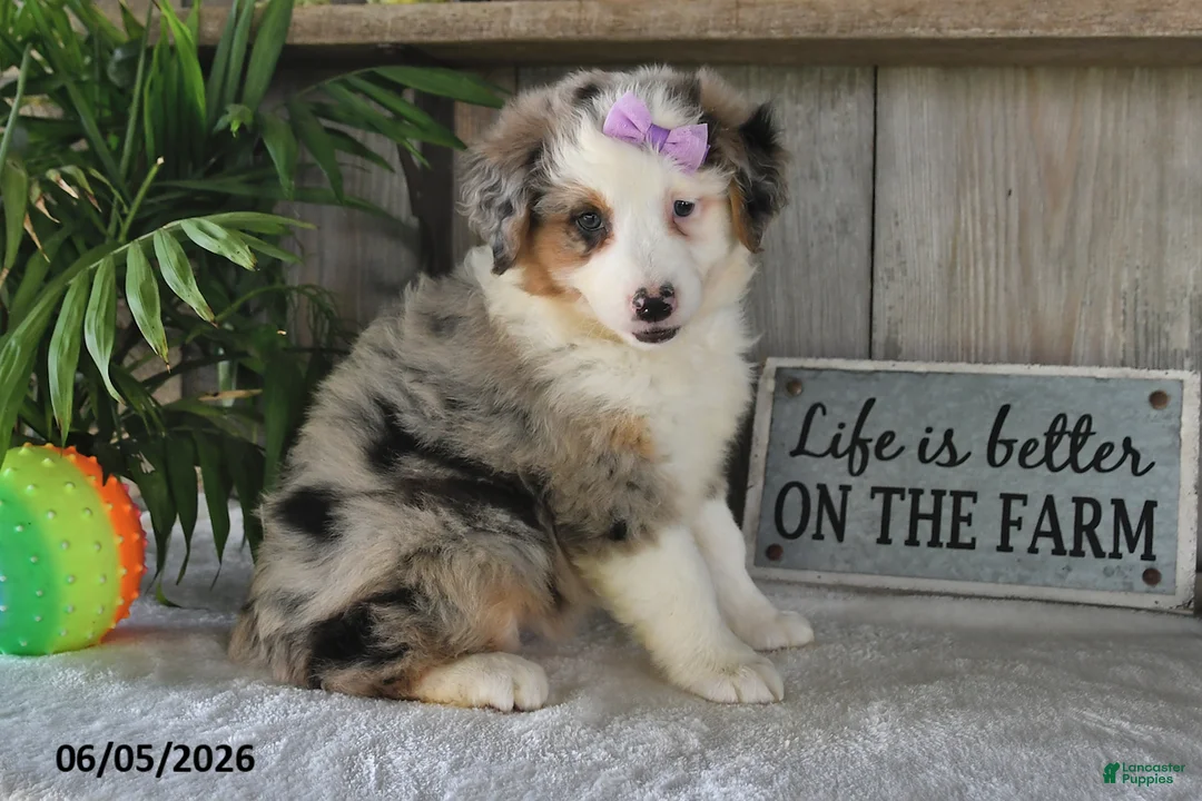 Australian Shepherd dogs for sale: Macey - Ad 2
