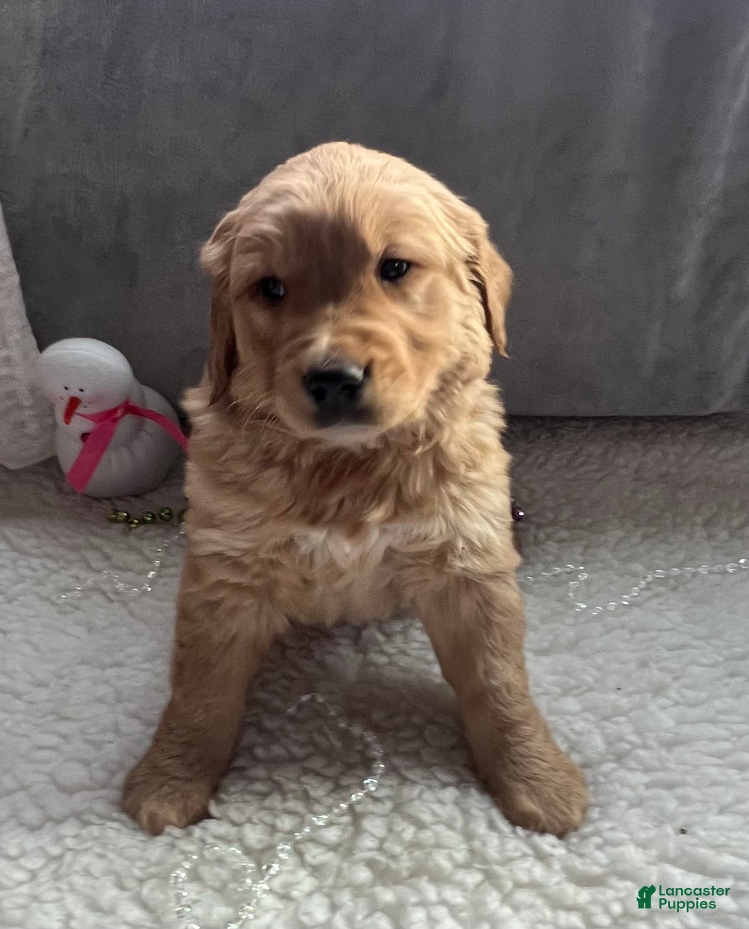 Golden Retriever dogs for sale: Belle - Ad 3