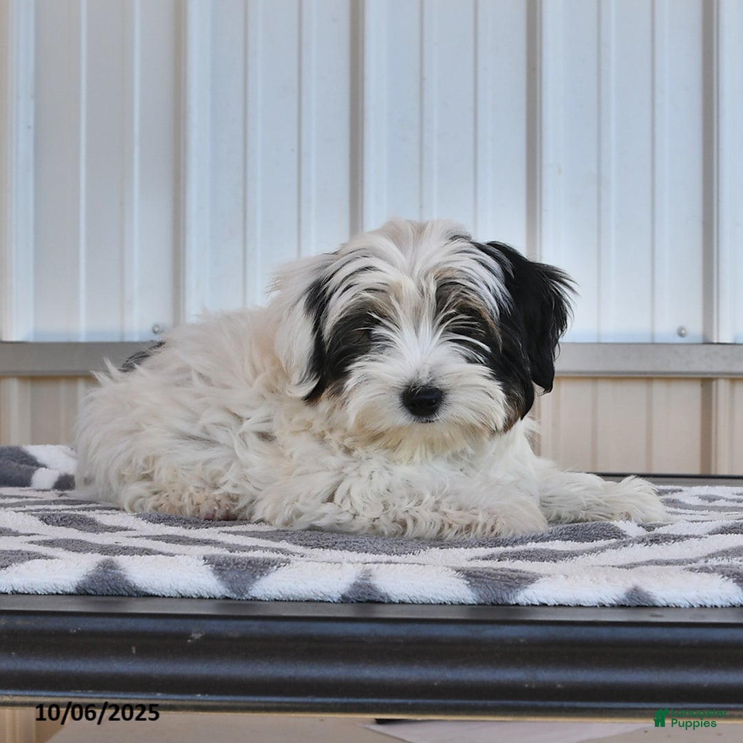 Biewer Terrier dogs for sale: Mervin - Ad 8