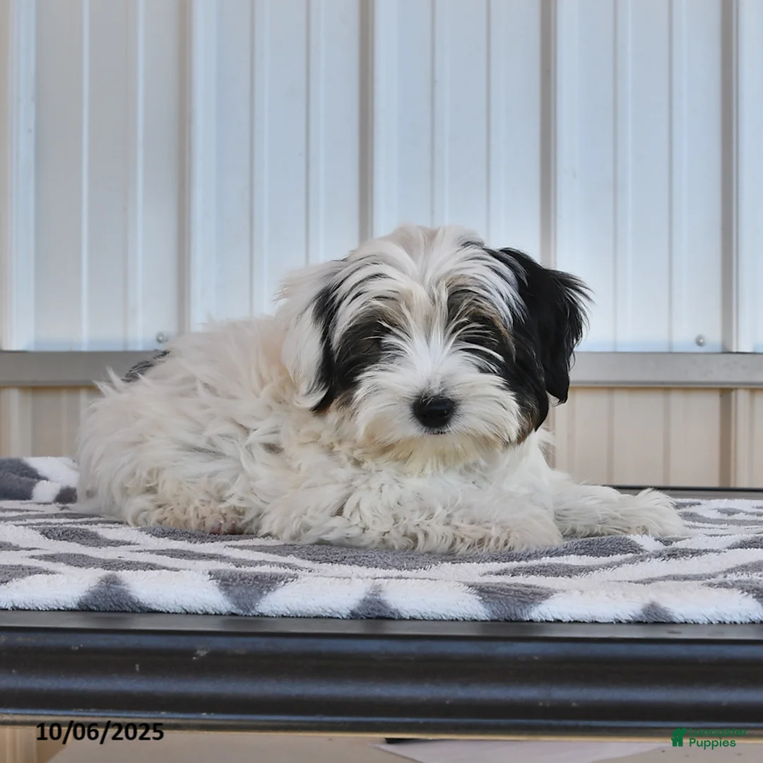 Biewer Terrier dogs for sale: Mervin - Ad 8
