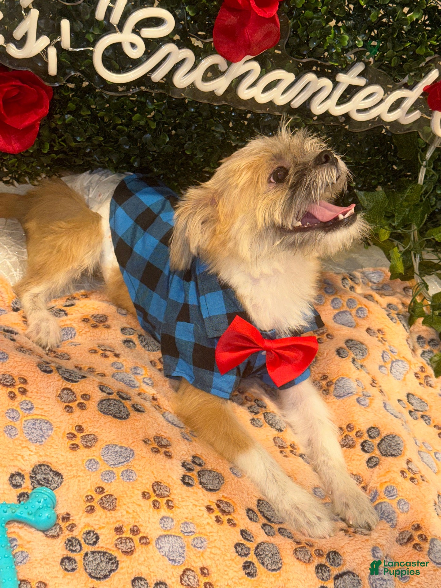 Shih Tzu dogs Shih Tzu 1 - Ad 2