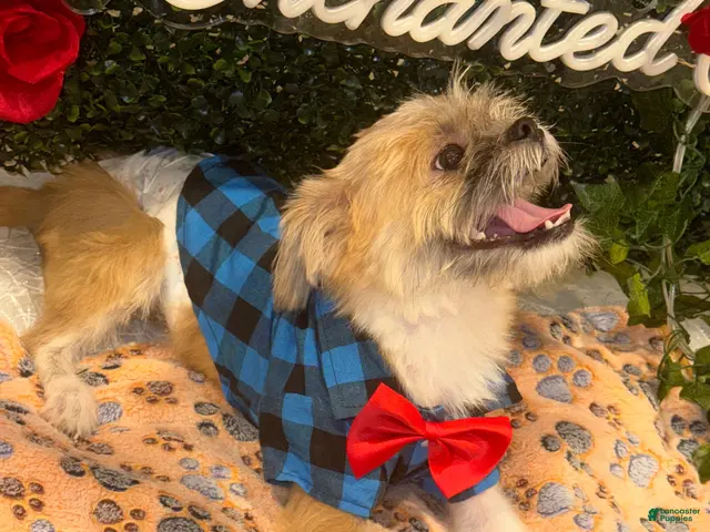 Shih Tzu dogs for sale: Shih Tzu 1 - Ad 2