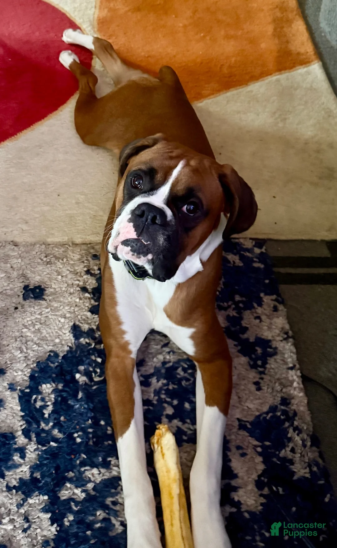Boxer dogs for sale: Boxer 3 - Ad 5