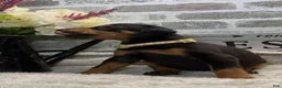 Doberman Pinscher dogs for sale: Black female tan collar  - Ad 3