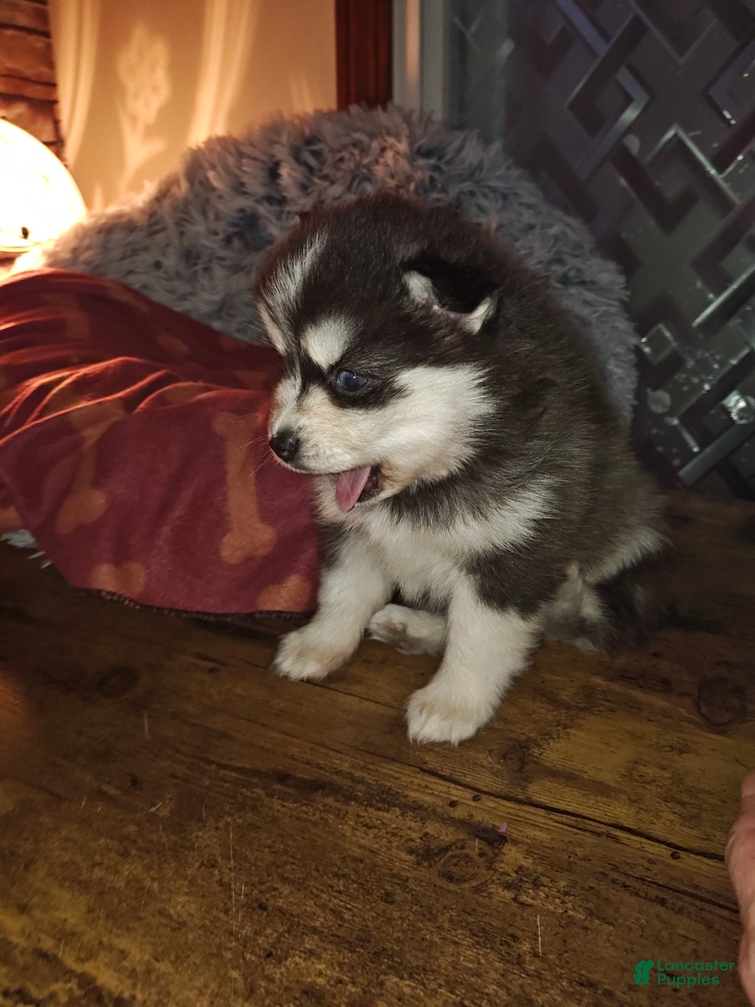 Pomsky dogs for sale: Pomsky Puppy 3 - Ad 1