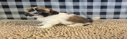 Shih Tzu dogs for sale: Abby - Ad 4