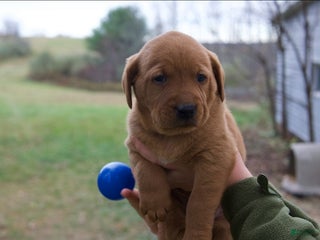 Labrador Retriever dogs - Ad 37