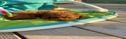 Mini Goldendoodle dogs for sale: Jax  - Ad 4