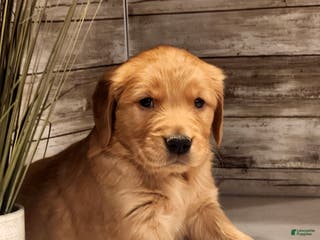 Golden Retriever dogs Ray - Ad 40