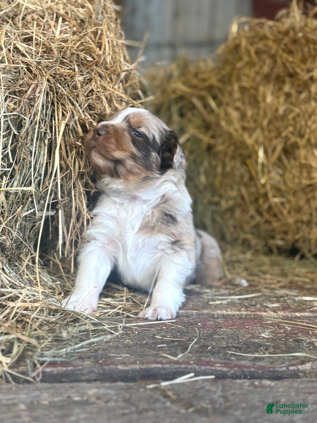 Australian Shepherd dogs for sale: Sugar - Ad 7