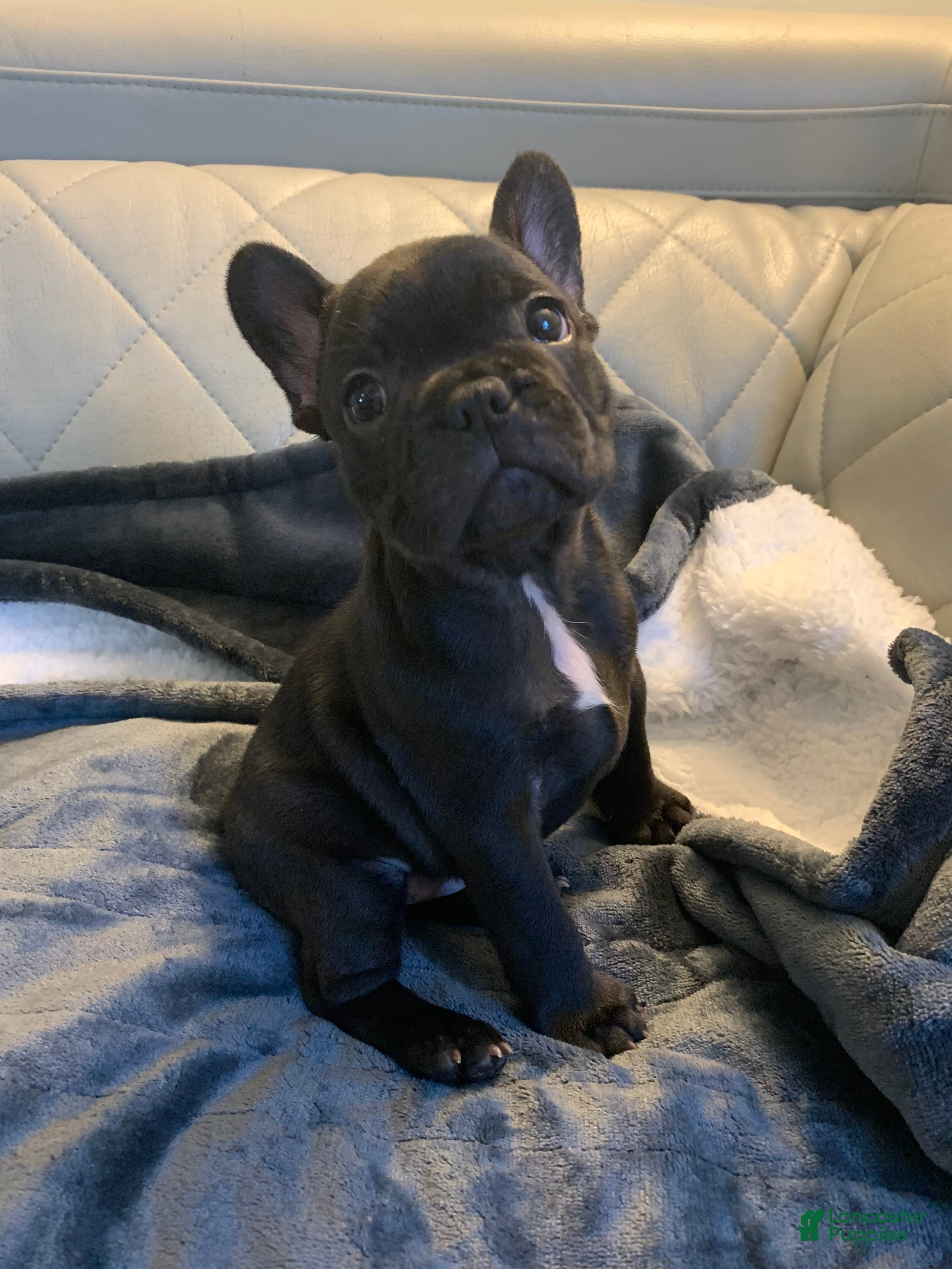 French Bulldog dogs French Bulldog 1 - Ad 6