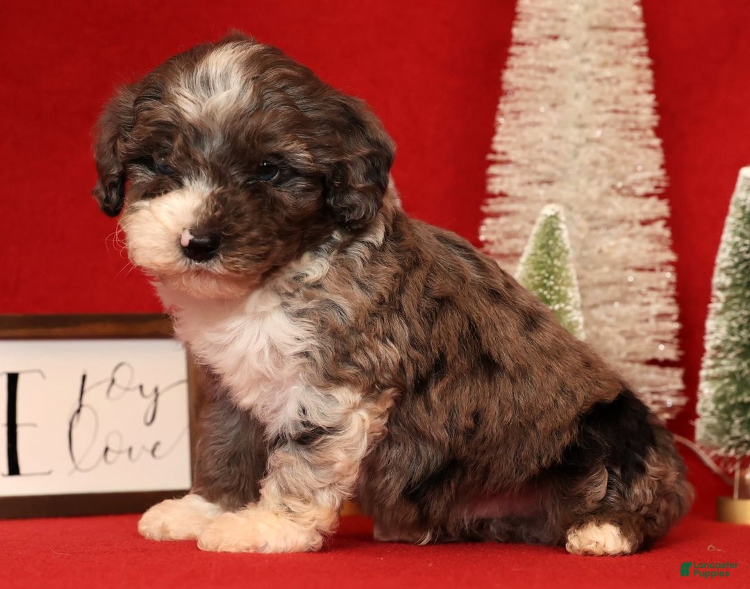 Miniature Poodle dogs for sale: Mason - Ad 3