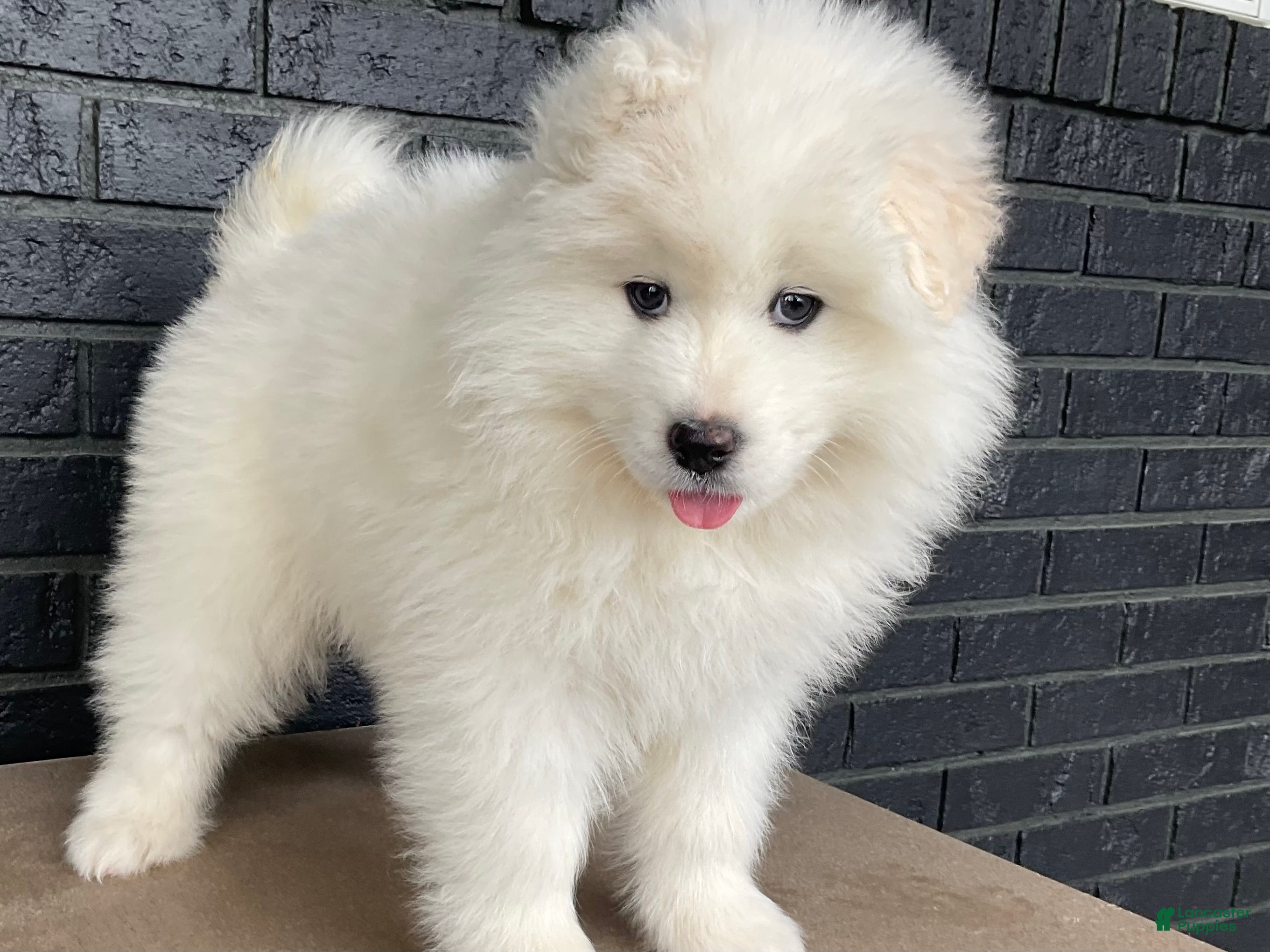 Samoyed dogs Carla - Ad 2