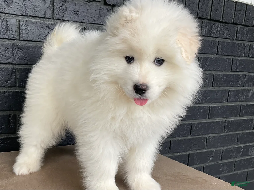 Samoyed dogs for sale: Carla - Ad 2