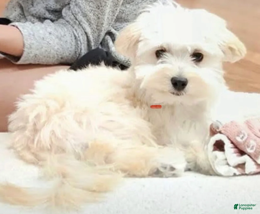 Maltipoo dogs for sale: Maltipoo Puppy 2 - Ad 3