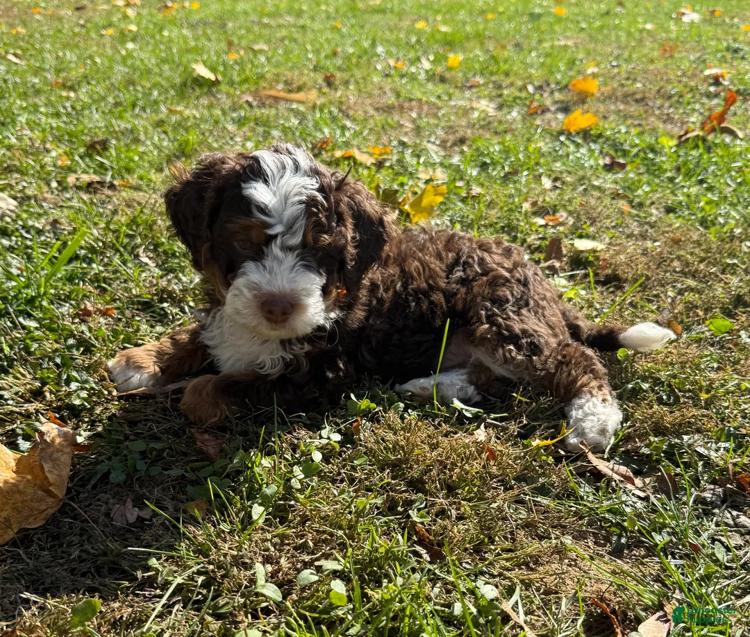 Gallery Image {{count}}