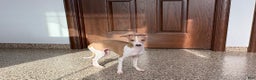 Italian Greyhound dogs for sale: Italian Greyhound Puppy 1 - Ad 8