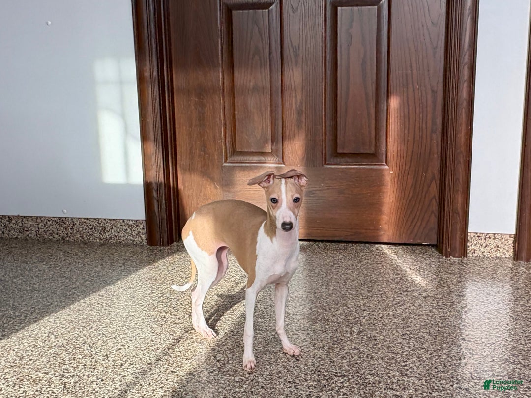 Italian Greyhound dogs for sale: Italian Greyhound Puppy 1 - Ad 8