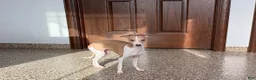 Italian Greyhound dogs for sale: Italian Greyhound Puppy 1 - Ad 8