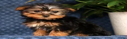 Yorkshire Terrier dogs for sale: Kyle - Ad 3