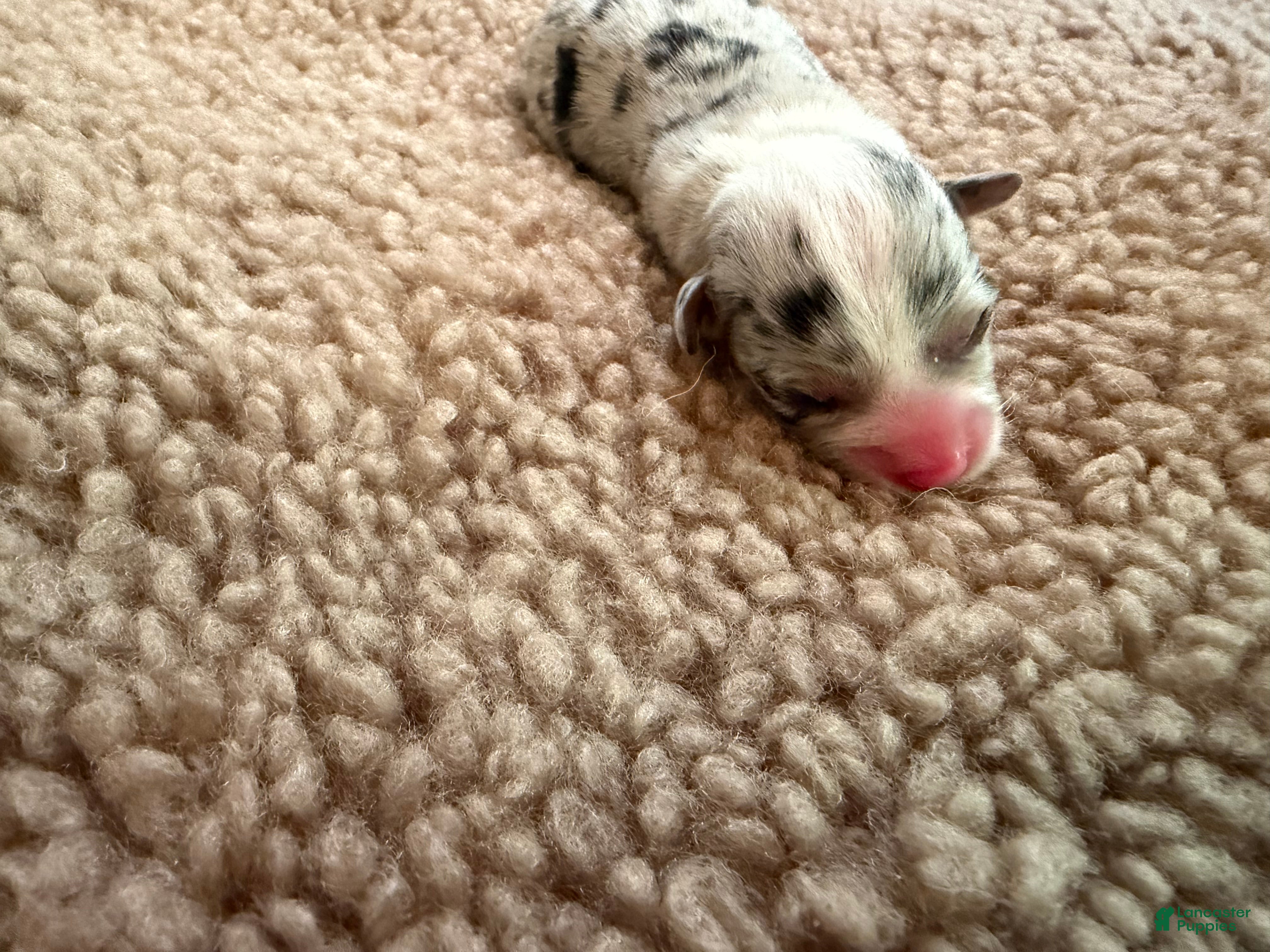 Mixed Breed dogs Sally - Ad 6