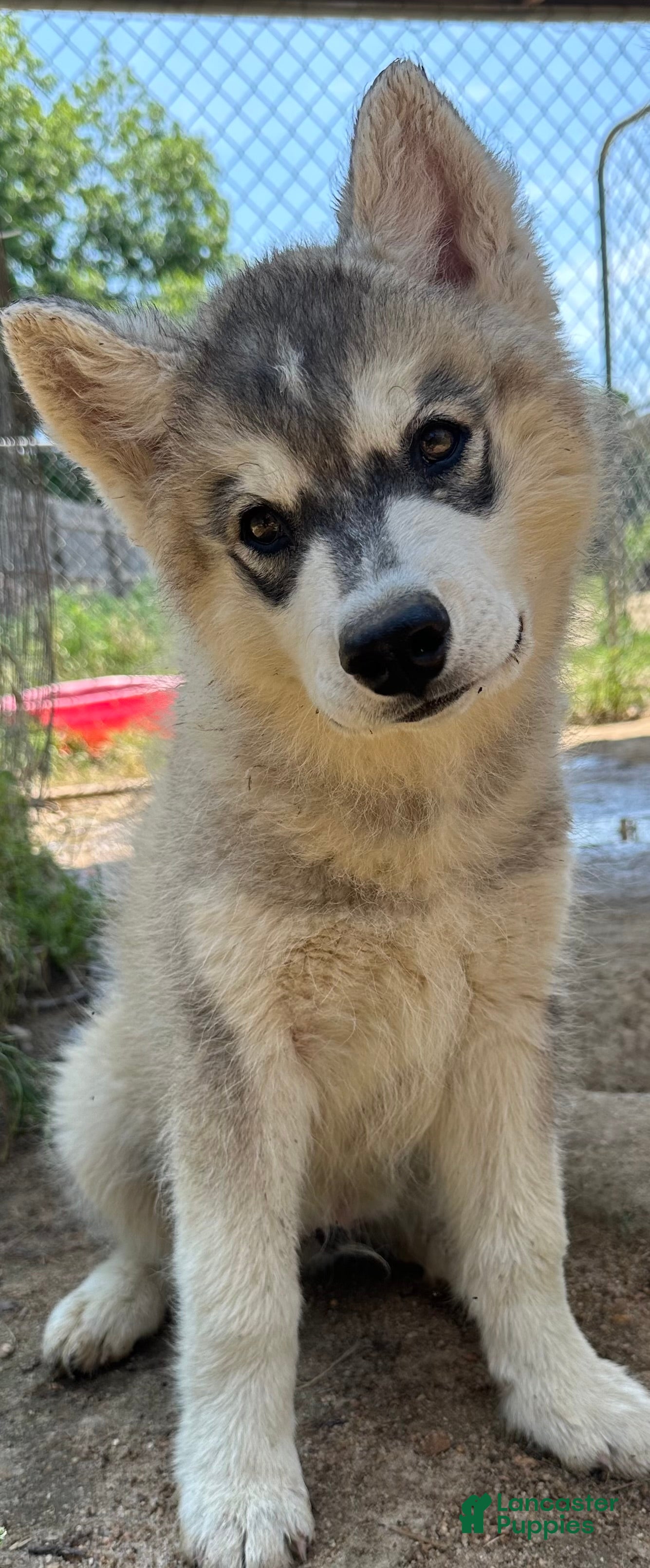 Siberian Husky dogs Siberian Husky 1 - Ad 1
