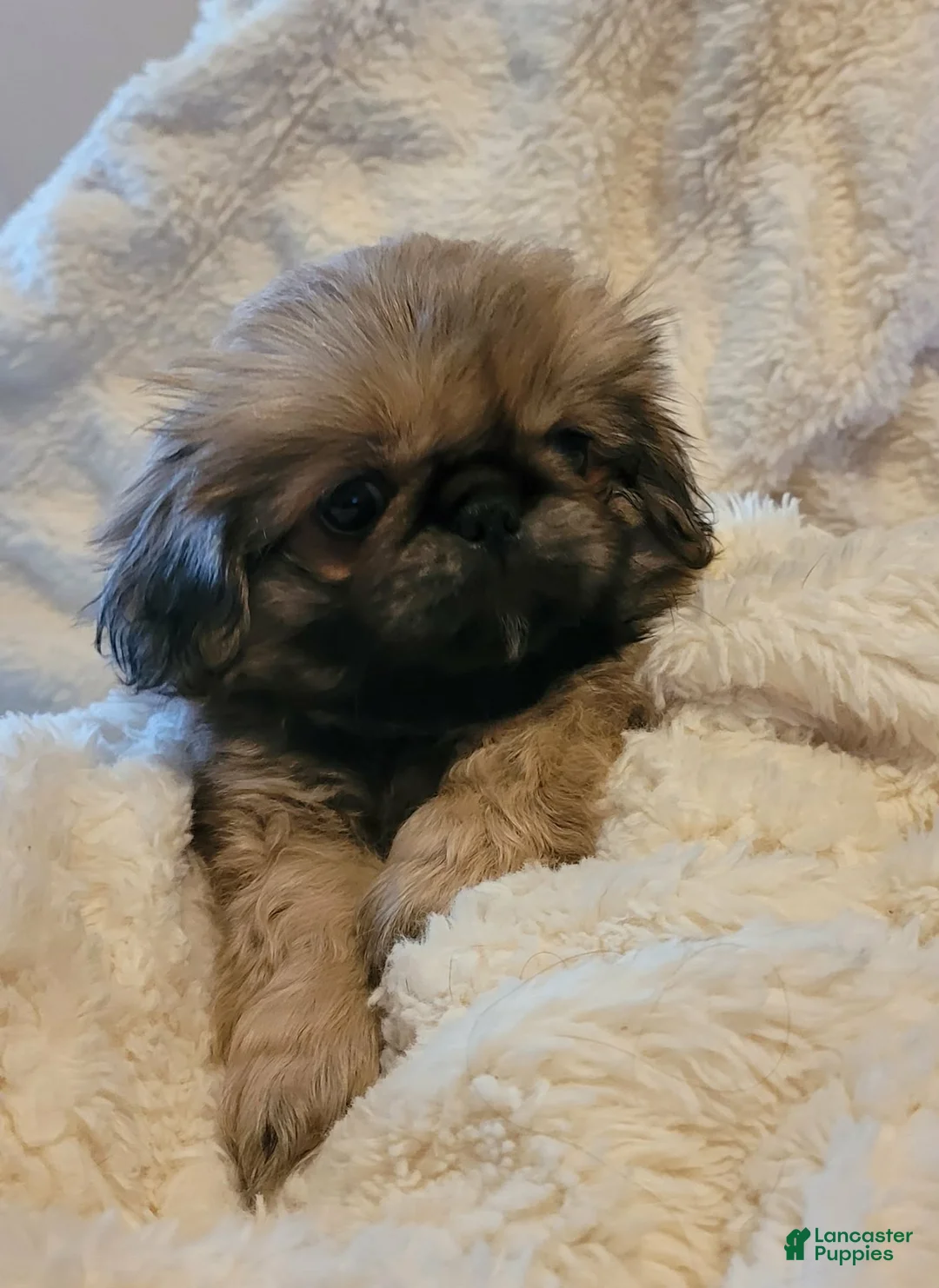 Pekingese dogs for sale: Pekingese 2 - Ad 1