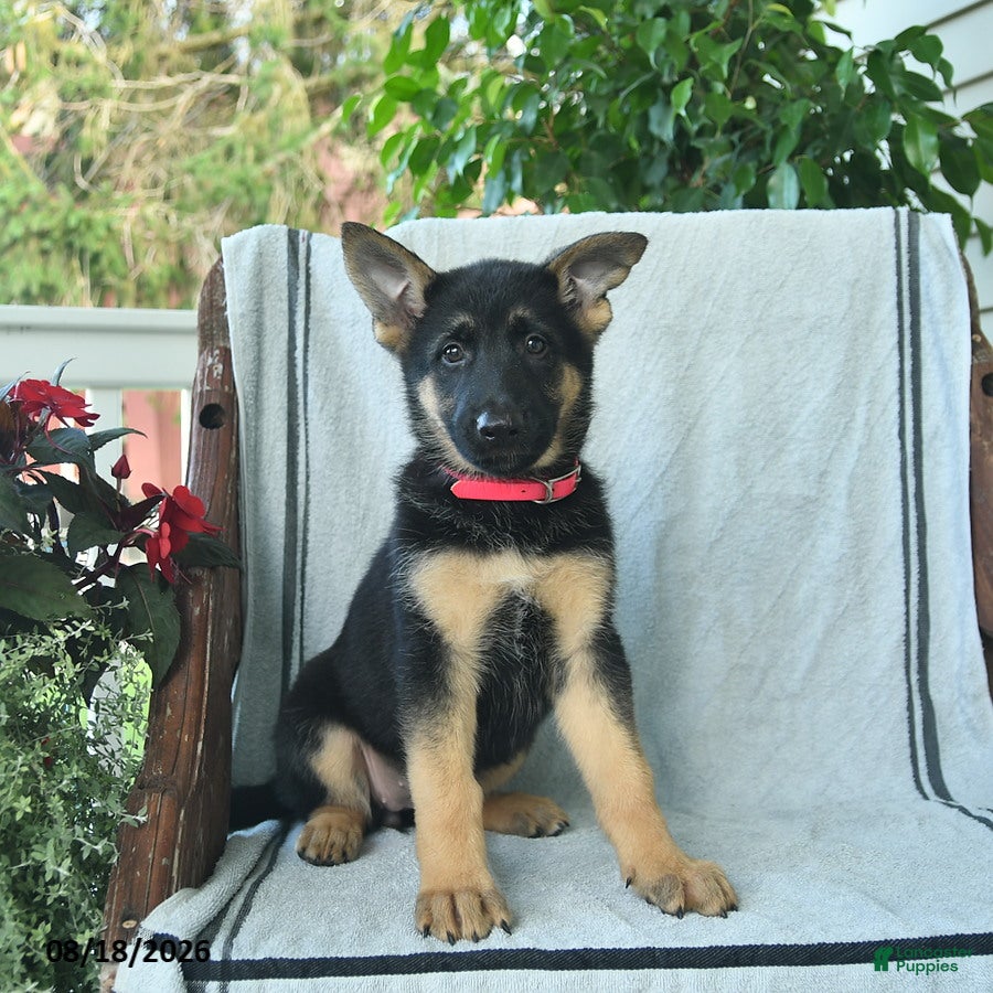 German Shepherd dogs Gemma  - Ad 2
