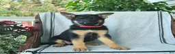 German Shepherd dogs for sale: Gemma  - Ad 2