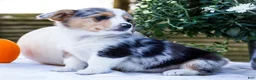 Mixed Breed dogs for sale: Rocky - Ad 5