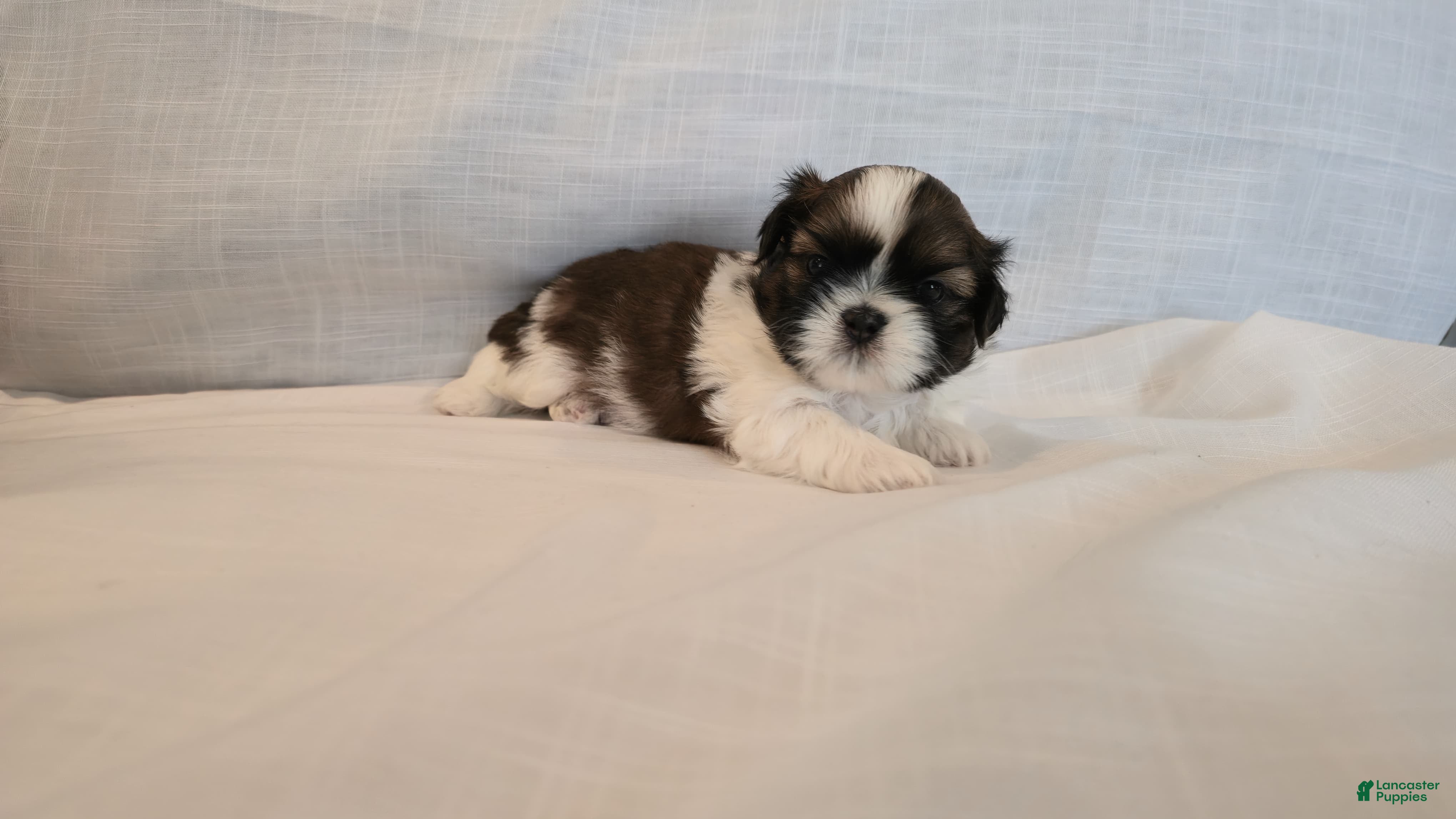 Shih Tzu dogs Bam - Ad 2