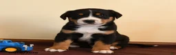 Greater Swiss Mountain Dog dogs for sale: Quigley - Ad 3