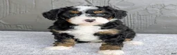 Mini Bernedoodle dogs for sale: Charlie  - Ad 4