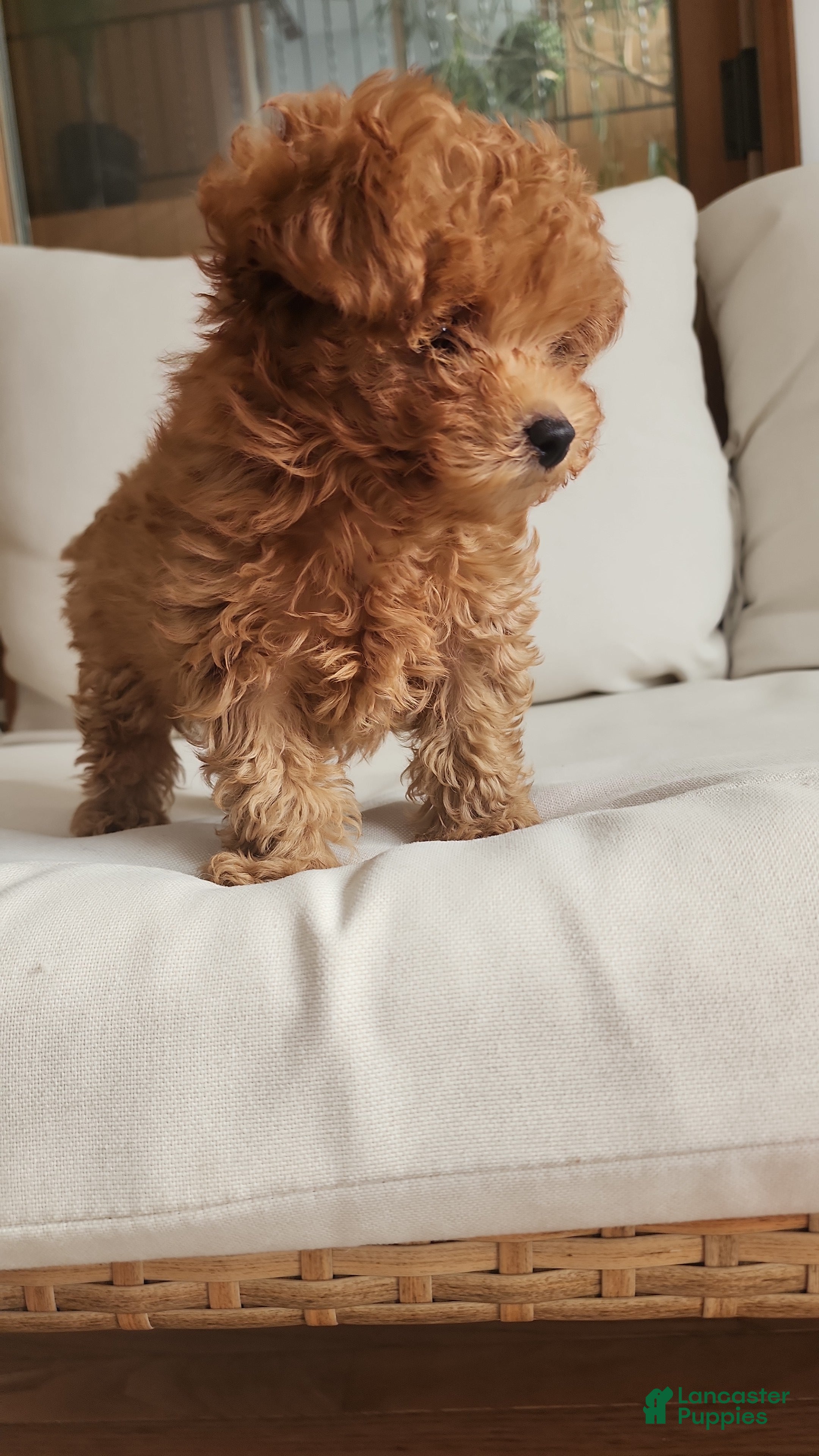 Toy Poodle dogs Toy Poodle Puppy  - Ad 38