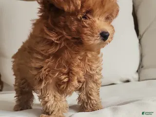 Toy Poodle dogs Toy Poodle Puppy - Ad 38