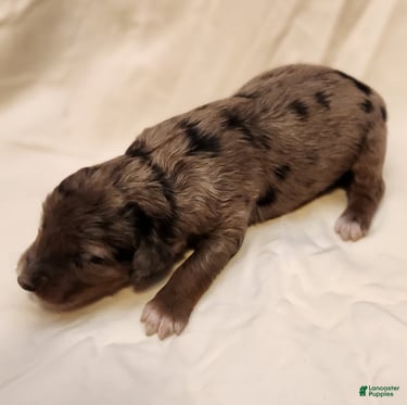 Mini Aussiedoodle dogs for sale: Daisy_Female Blue Merle - Ad 8