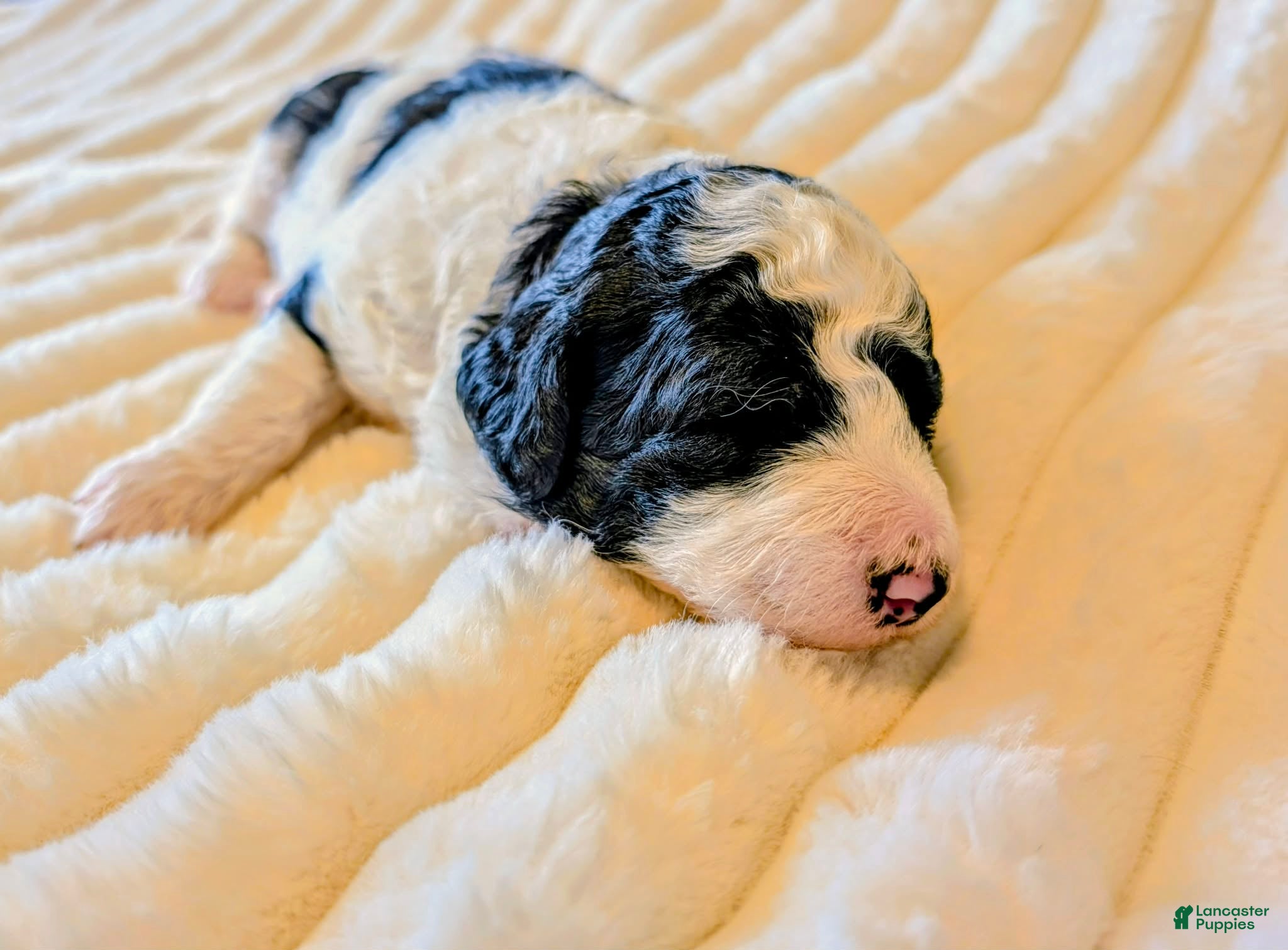 Bernedoodle dogs The Gentle Playmate - Ad 2