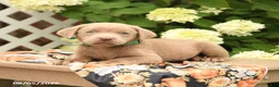Labrador Retriever dogs for sale: Max - Ad 3