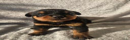Rottweiler dogs for sale: Billy - Ad 2